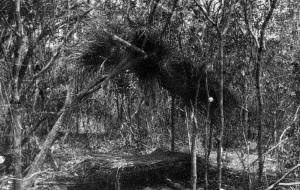 084-acampam-guerilha-riobengo.jpg (254094 bytes)